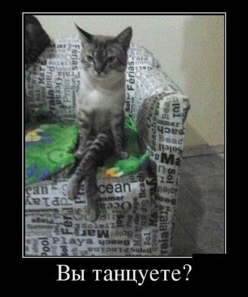 Демы к котовторнику!