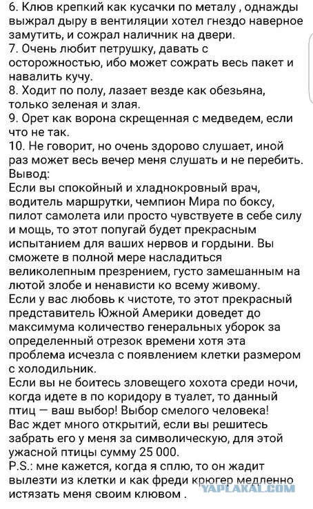 Говорящий попугай