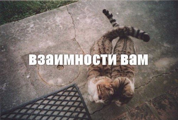 Мохнатые беспредельщики