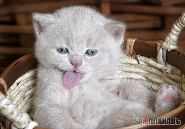 Дюжина кошаков