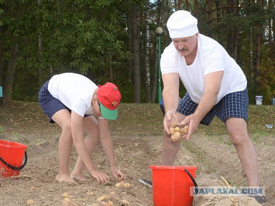 Эксперты пророчат огородный бум: россияне, видя цены на продукты, закупаются семенами