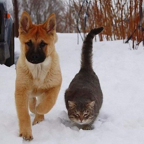 Прикольные животные