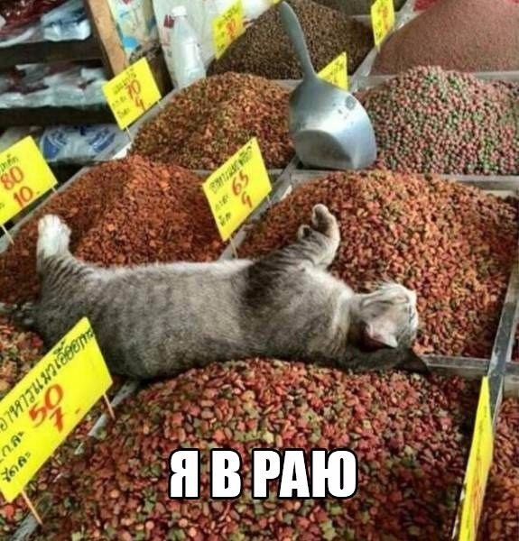 Смешные картинки из сети на 24.10.16