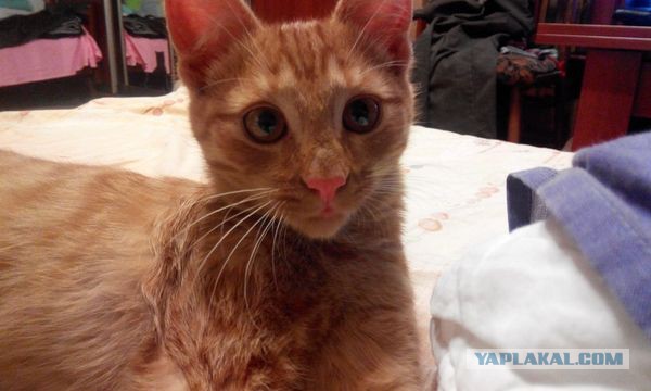Котовторник 01.11.2016 г.