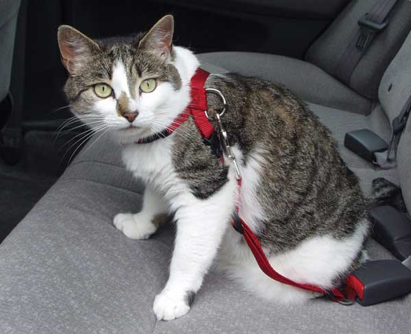 Коты из сети