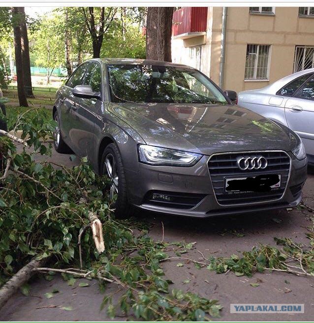 В Москве дерево упало на прохожих