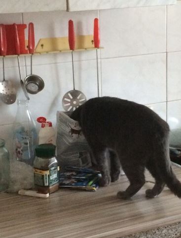 Коты из сети