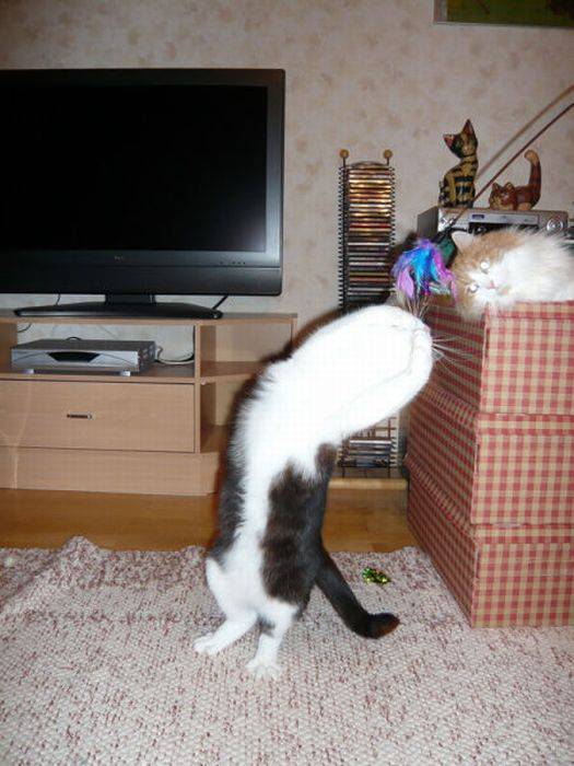 Коты из сети