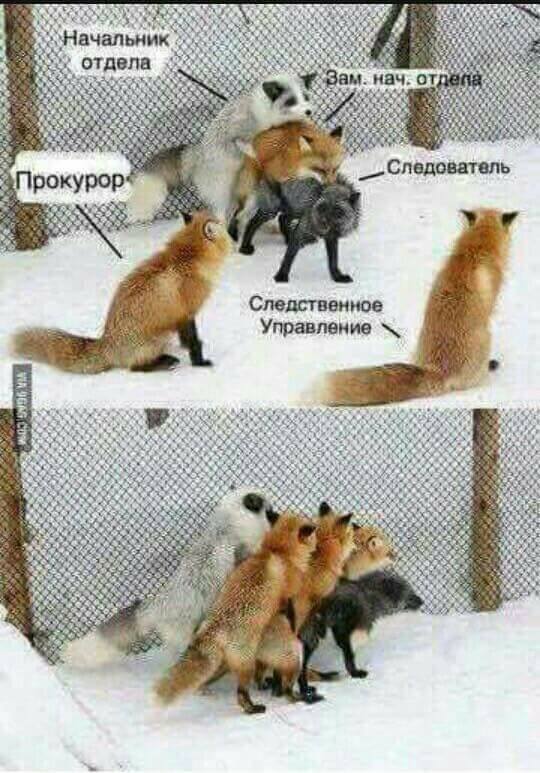 Поляна чёрного юмора и цинизма