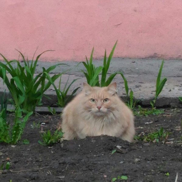 Коты и Кошки