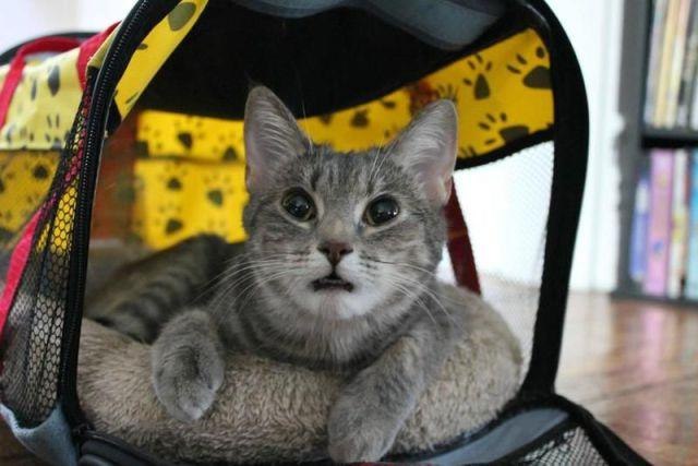 Коты и Кошки