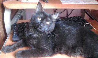 Котовторник 1.08.17