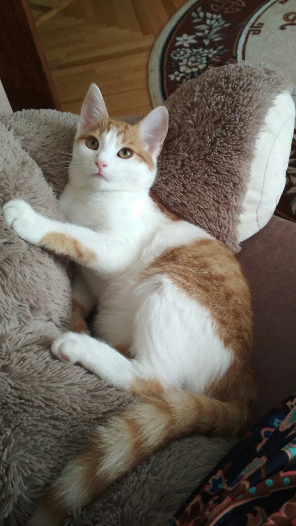 Коты и Кошки