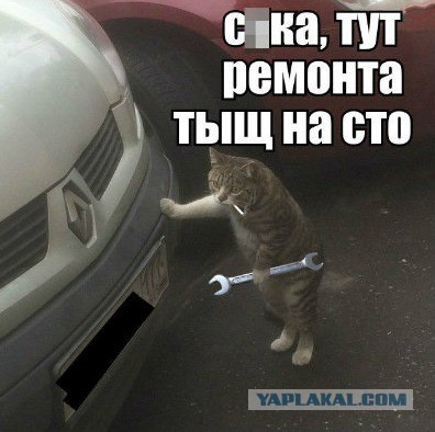 Правильно ли спит кот?