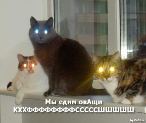 Не все коту масленица
