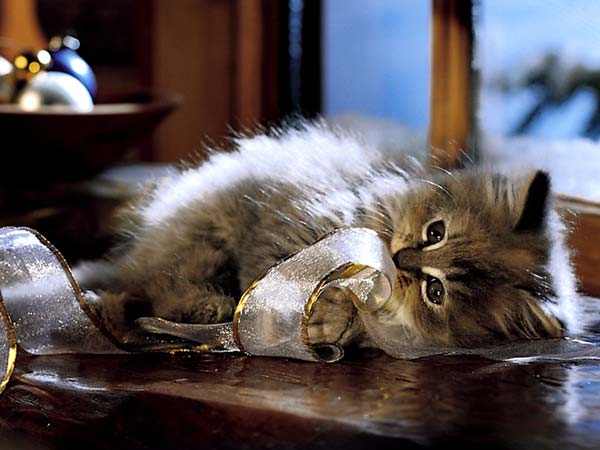 Котовторник  на  ЯПлакалъ