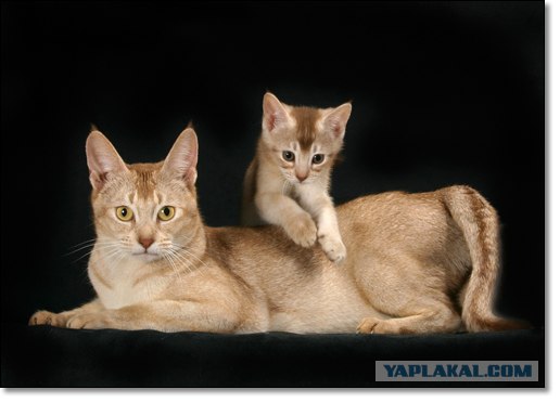 Котовторник (24.03)