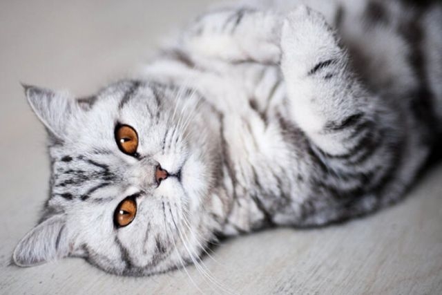 Прикольных котов пост