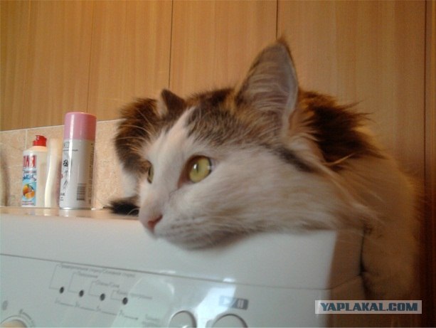 Котовторник!