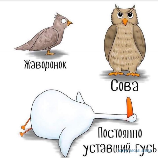 Про современных Аленей