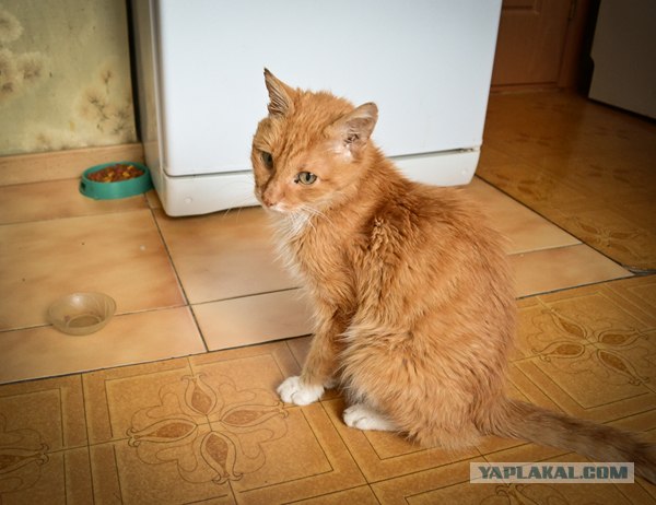 Десантный котовторник