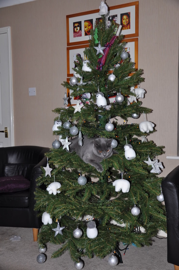 Котовторник 27.12.11