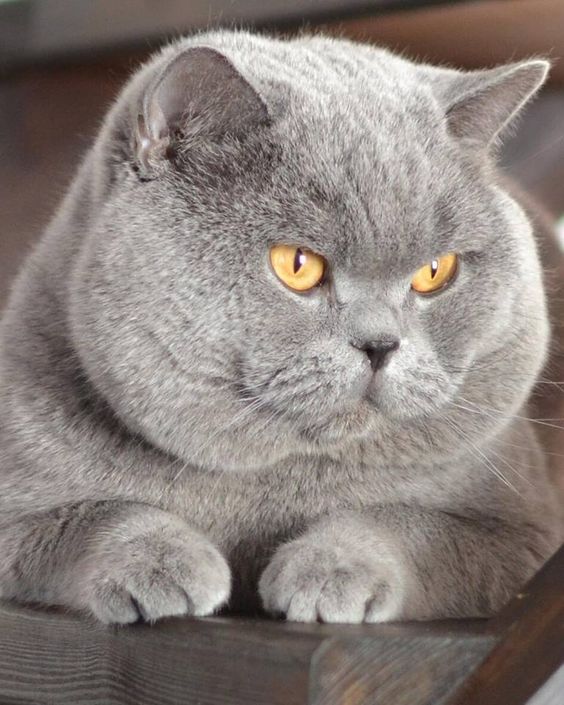 Прикольных котов пост