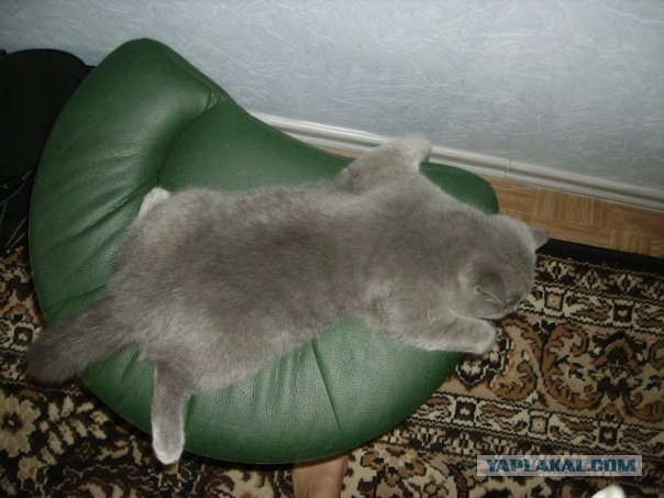 Котовторник 22.05.2012