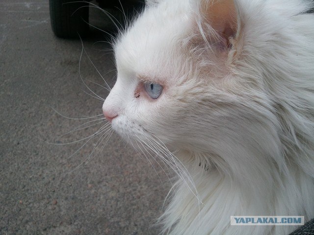 Котовторник   5.06.2012