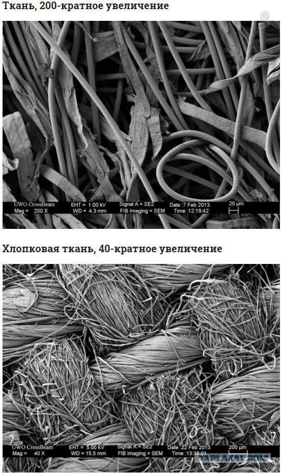 Фотографии предметов под микроскопом, о которых вы слышали, но никогда не видели так близко