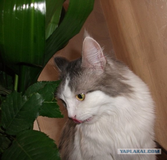 Котовторник  21.08.12