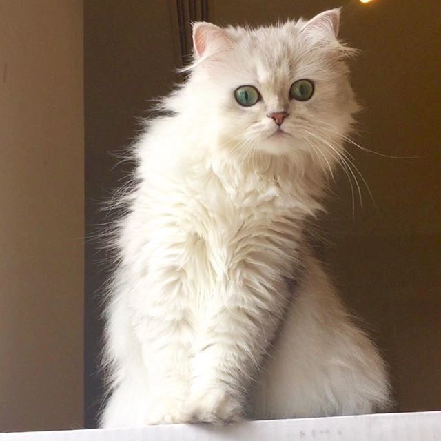 Забавные фото котеек