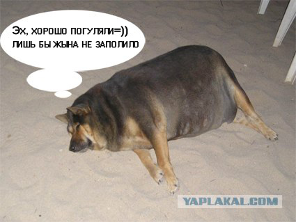 Фотожаба: О чем же думает собака?....