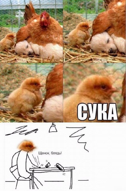 Не шутите с птицами!