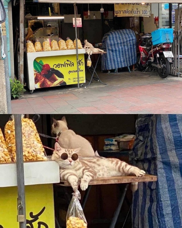 Дурацкие картинки
