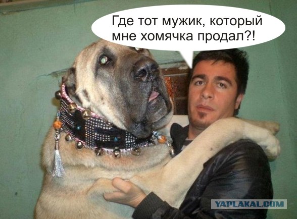 Фотожаба: Товарищи