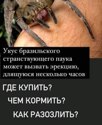 Весёлый полтишок 21.07