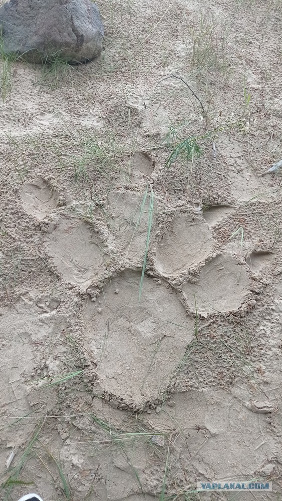 Рыбов вам из Карелии