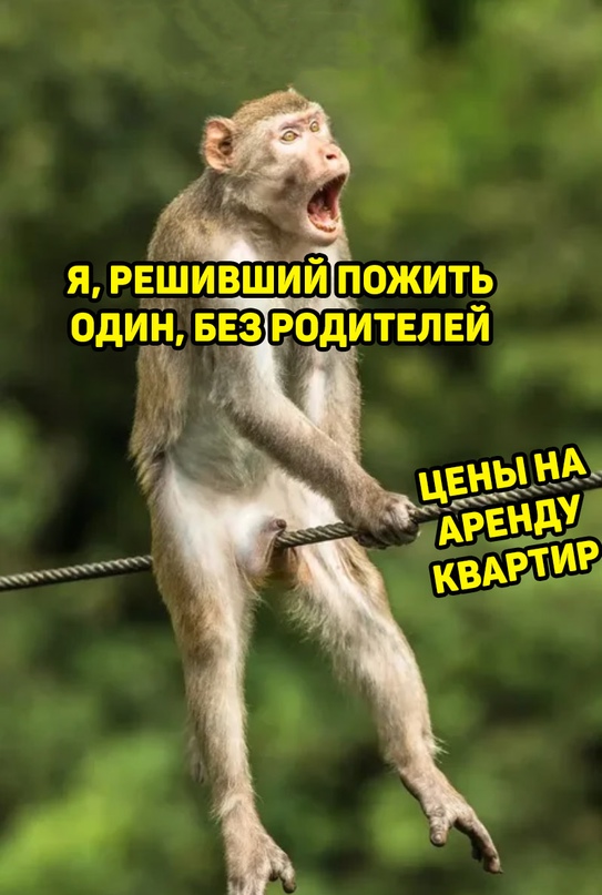 Весёлый полтишок 19.11.2021