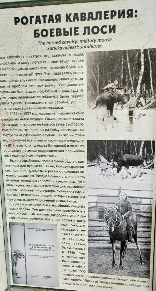 История первого в мире волка, приученного к розыску преступников
