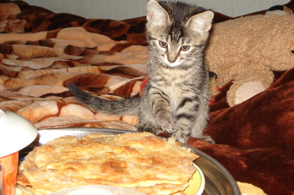 Котовторник  19.03.2013