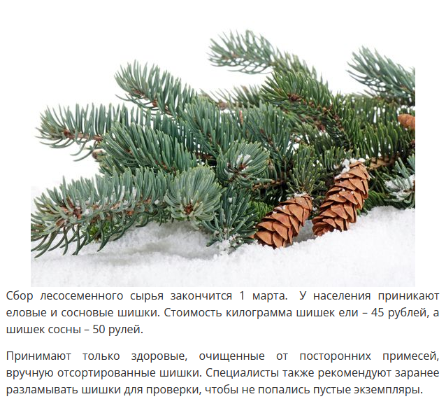 Путин приехал посмотреть, как обрабатывают шишки в Архангельской области