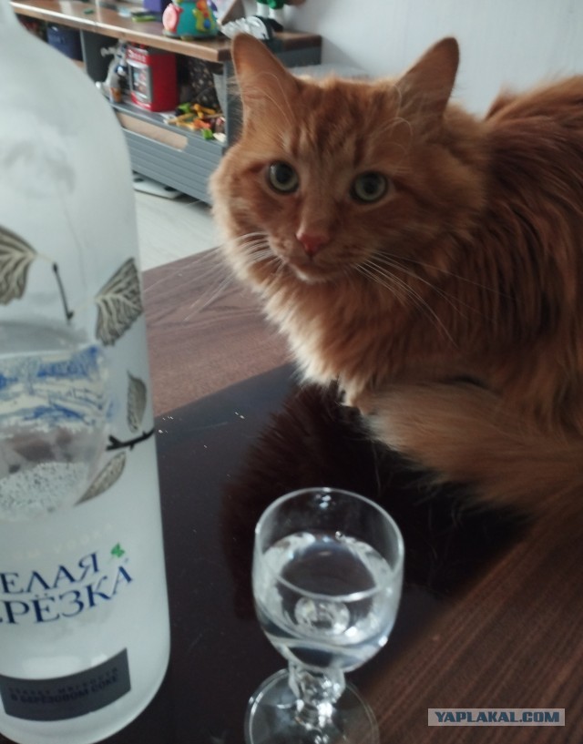 Всех с котовторником
