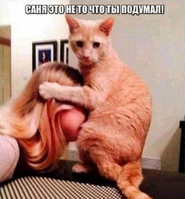 К котовторнику: подборка картинок-баянов с котиками и про котиков. Выпуск 10
