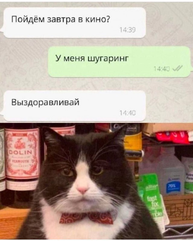 К котовторнику: подборка картинок-баянов с котиками и про котиков. Выпуск 17