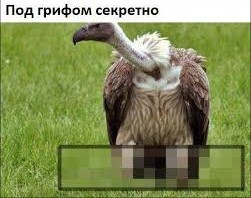 Способны ли грифы провидеть будущее или это просто мифы?