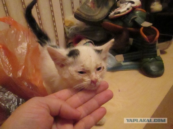 Спасение Котенка