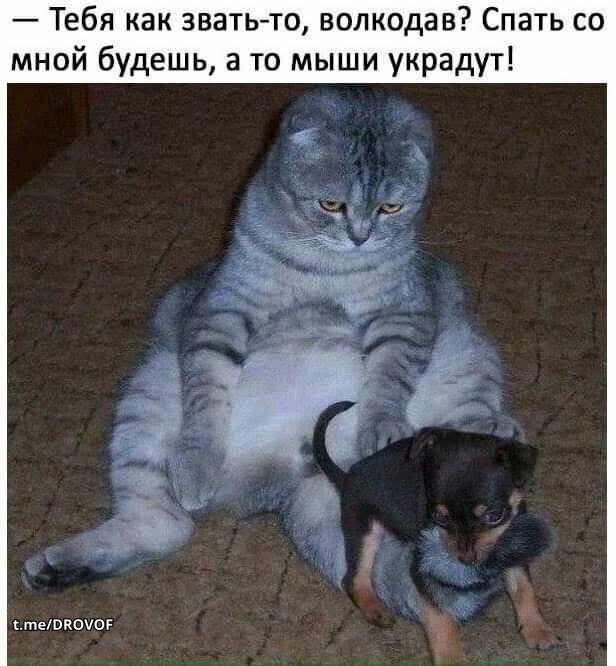 Мемы 30 штук к понедельнику