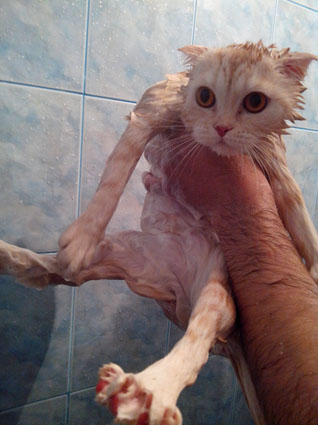 Сегодня мыли котов :3