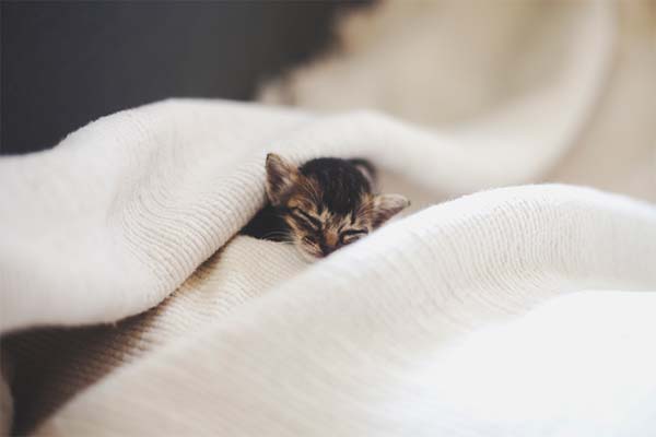 Про котенка. Грустная история.